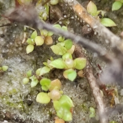 Lysimachia minima