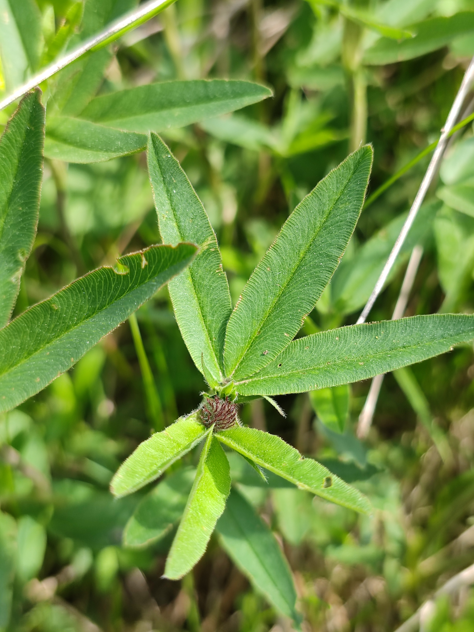 Trifolium alpestre
