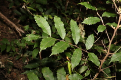 Cupaniopsis serrata