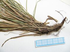 Carex lanceolata
