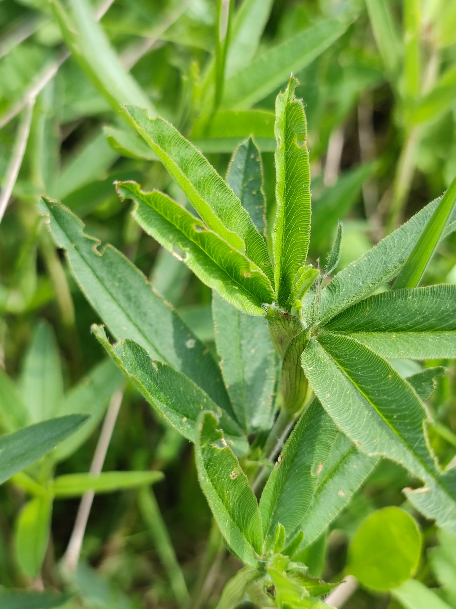 Trifolium alpestre