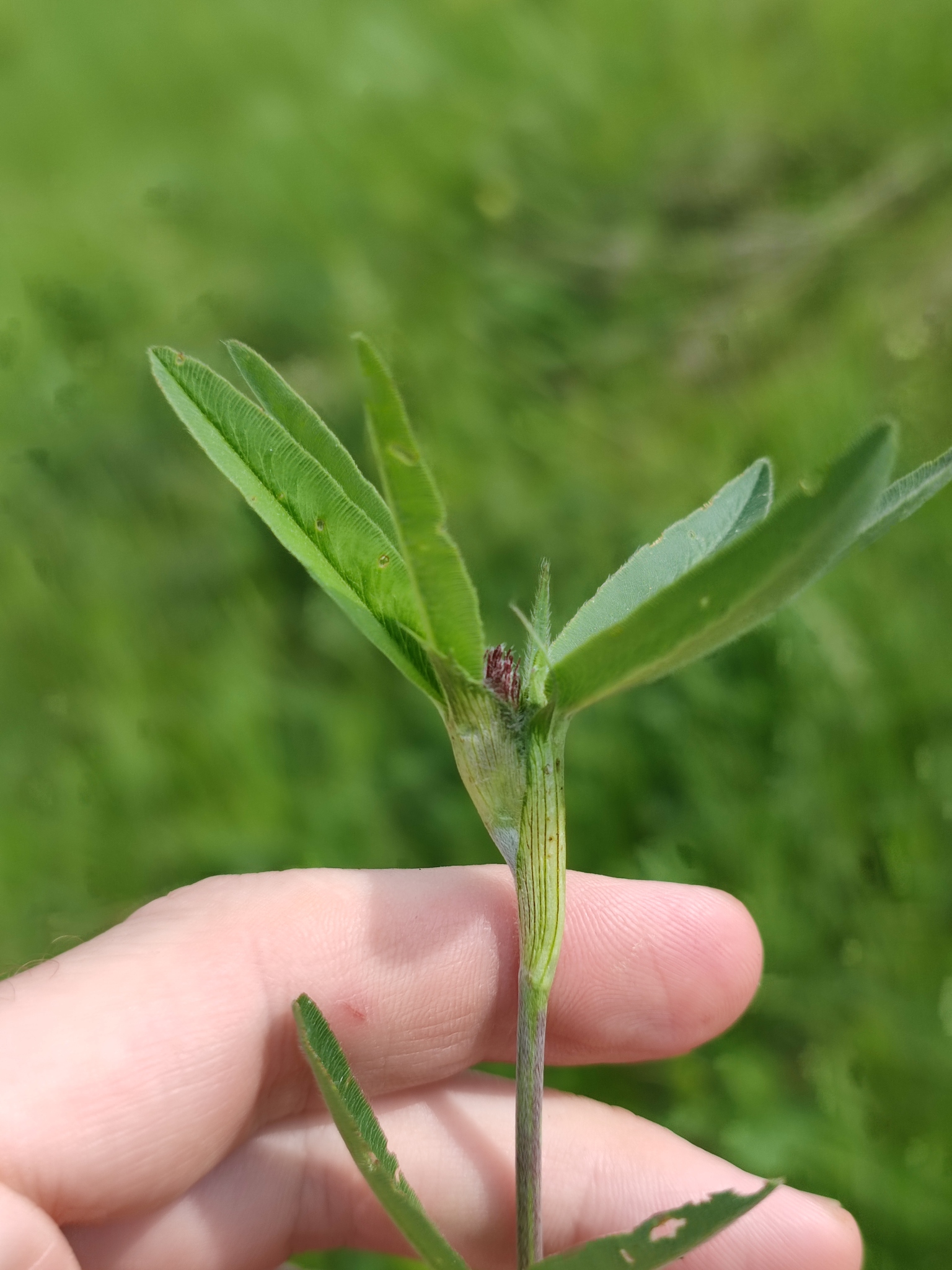 Trifolium alpestre