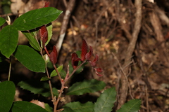 Cupaniopsis serrata