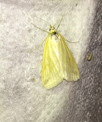 Loxostege turbidalis