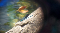 Calopteryx splendens caprai