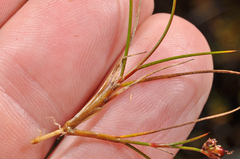 Juncus novae-zelandiae