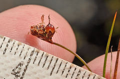 Juncus novae-zelandiae