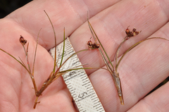 Juncus novae-zelandiae