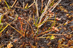 Juncus novae-zelandiae