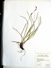 Carex lanceolata