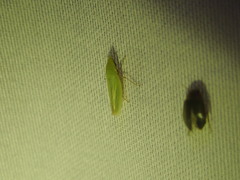 Draeculacephala constricta