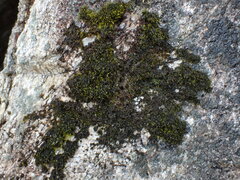 Racomitrium macounii