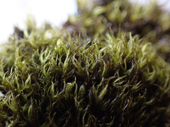 Racomitrium macounii