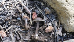 Pseudoomphalina angelesiana
