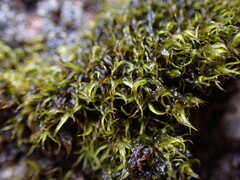 Racomitrium macounii