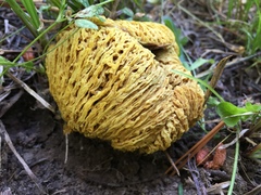 Suillus megaporinus