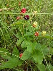Rubus multifer