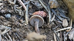 Pseudoomphalina angelesiana