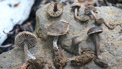 Pseudoomphalina angelesiana