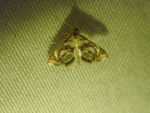 Bold Medicine Moth photo 2