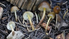 Mycena nivicola