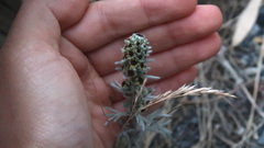 Artemisia furcata