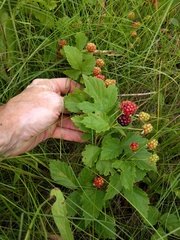 Rubus multifer