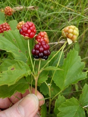 Rubus multifer