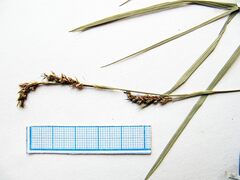 Carex lanceolata