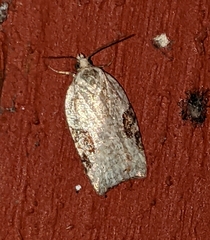 Acleris macdunnoughi