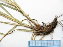 Carex lanceolata
