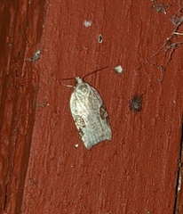 Acleris macdunnoughi