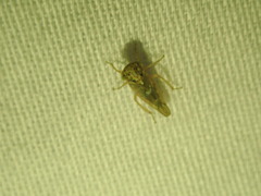 Idiocerus albolinea