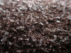 Gloeocapsopsis magma