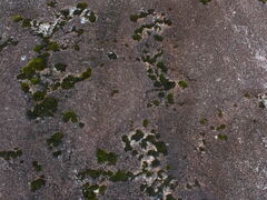 Gloeocapsopsis magma