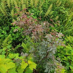 Rosa glauca