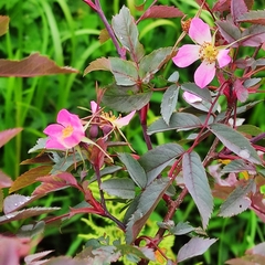 Rosa glauca