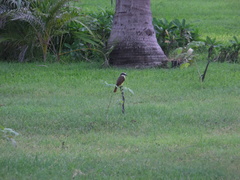 Pitangus sulphuratus