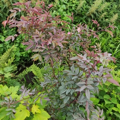 Rosa glauca