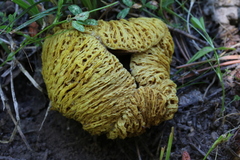 Suillus megaporinus