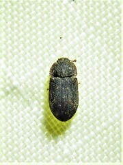 Eucicones marginalis