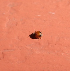 Exochomus marginipennis