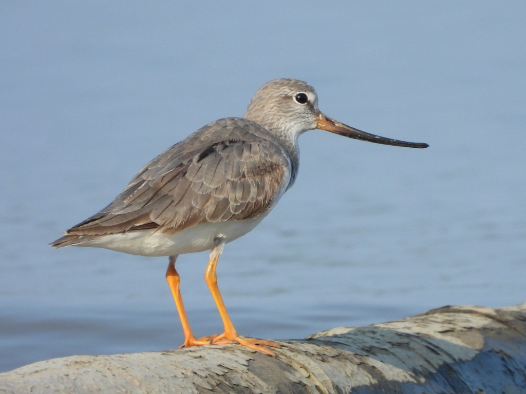 Terek Sandpiper (Xenus cinereus) photo