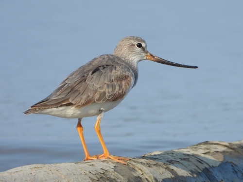 Terek Sandpiper
