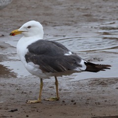Larus fuscus