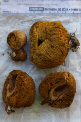 Suillus megaporinus