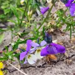 Viola tricolor curtisii