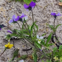 Viola tricolor curtisii