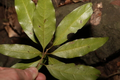 Actephila mooreana