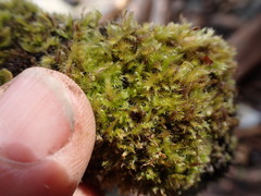 Herzogiella adscendens